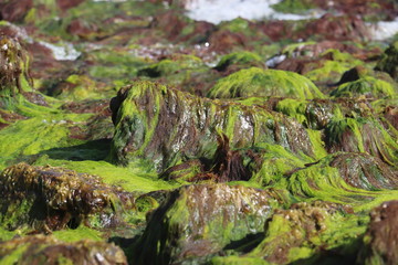 Fototapeta na wymiar bright green algae on a rocket shore 