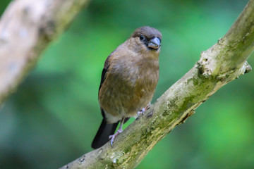 Obraz premium bullfinch