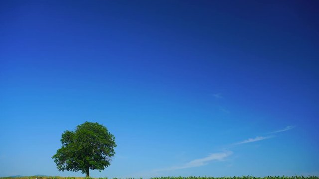 Tilt down of corn field with single walnut tree