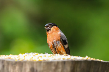 Fototapeta premium bullfinch
