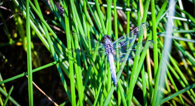 The resting dragonfly sits calmly on the green calamus on a warm sunny day.