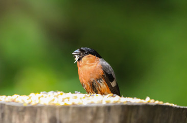 bullfinch