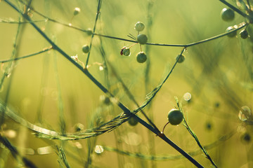 drops of water with glare from the sun on the plant