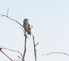 Long eared owl in the wild