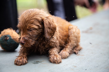 Sleepy puppy in the park