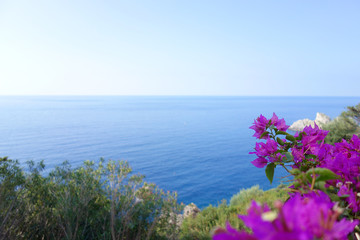 Ionian sea rocks and pink flowers landscape