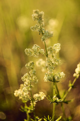 meadow flowers at sunset