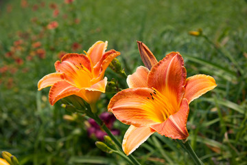 Fototapeta premium orange daylily