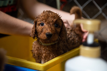 Puppy Bathtime