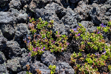 lava rock with purple flowers
