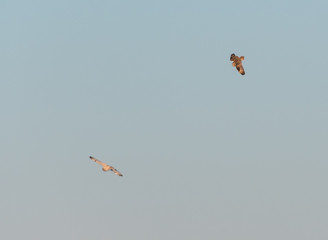 Short eared owl in the wild