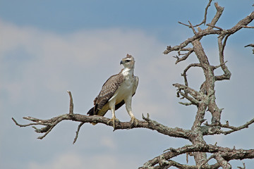 Martial Eagle