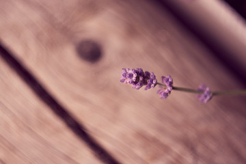 sprig of lavender on the background of the board