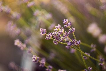 twigs of lavender in the sun