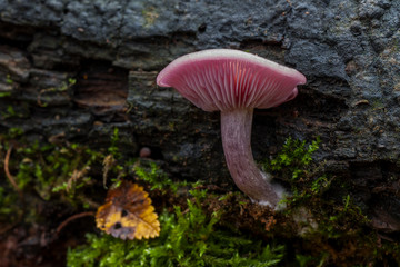 Lepista sordida or Sordid blewit growing on the dead trunk of a tree. Spain