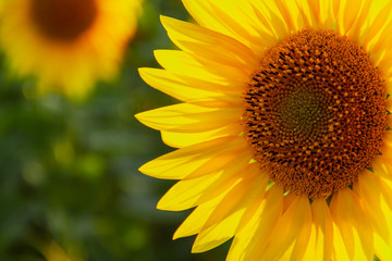 Obraz premium Sunflower natural background. Sunflower blooming. Agriculture field.
