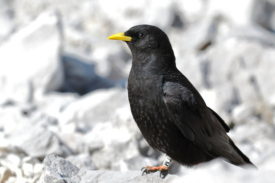 The Alpine Chough or Yellow-billed Chough (Pyrrhocorax graculus), with a backdrop of alpine landscapes.