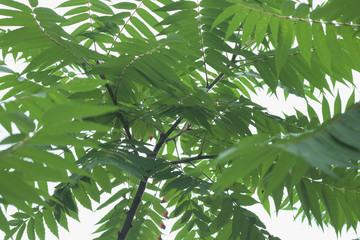 Fototapeta premium background with green leaves