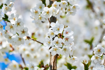 cherry tree blossoms in april