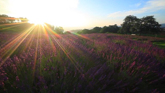 Lavender field at sunrise