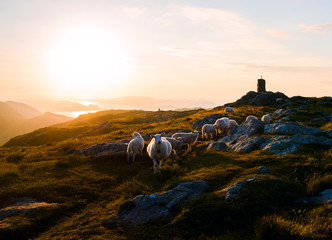 Sheep in the mountains at sunse