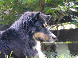 Fototapeta premium Australian Shepherd