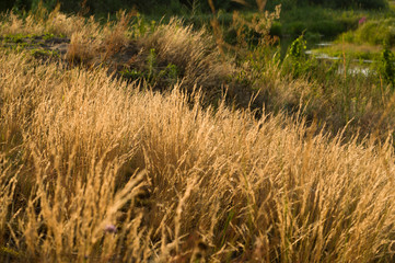 Texture of yellow grass in the field. Yellow grass in the sun. Sunshine.