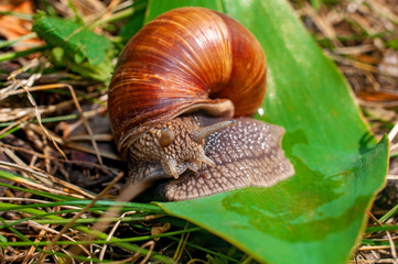 Big snail crawls on a leaf