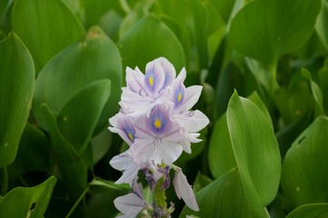 flower in the garden