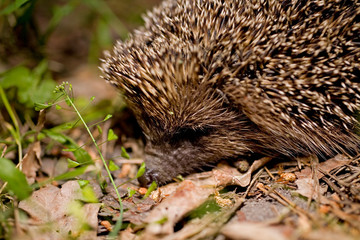 al free little animal hedgehog wandering through the woods at night