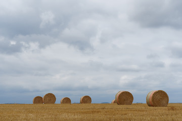 Round straw bales on farmland golen haybales hay bales in field from farming