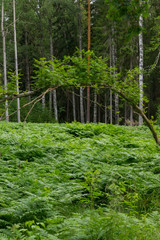 Fototapeta na wymiar A meadow filled with ferns, Pteridophyta, in a forest in Sweden, with a tree bent over the meadow. View along the hike of Gästrikeleden path. 