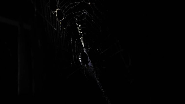 A large spider sits on a web at night. A spider hunts insects to drink their blood. Poisonous insect. Fear of spiders. Halloween. Horror movie. 