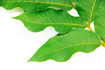 green leaves of a tropical plant or tree on white background