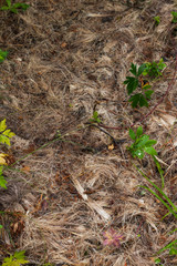 Fur laying on the ground inside a forest in Sweden after a dead moose. 