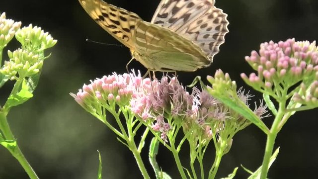 farfalla su cavolaccio, 