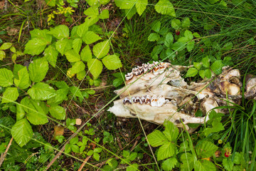Head after a dead moose where only the skeleton remains after it deceased the winter before. Found during summer in a forest in Sweden. 