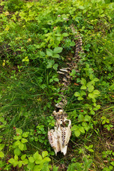 Spine and skeleton after a moose, Alces Alces, that died during the winter. Now only remains left in the summer inside a forest in Sweden. 