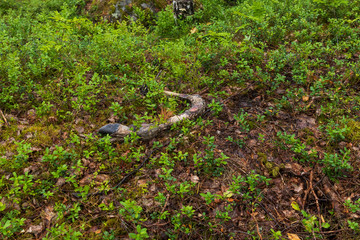 Leg after a deceased moose that died during the winter. Now in summer there is only remains left after animals have been eating from it. Found in a forest in Sweden during summer. 