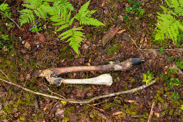 Skeleton and hoof after a moose that died during the winter. Now in summer there is only remains left after the leg. 