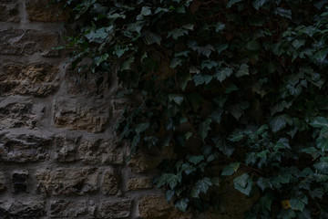 Ivy Wall 3