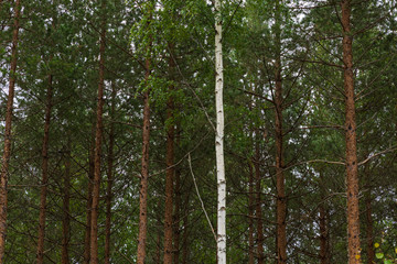 Fototapeta premium A single white birch tree among pine trees inside a forest in Sweden. 