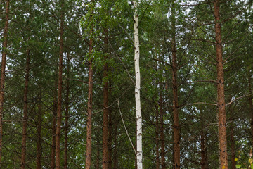 A single white birch tree among pine trees inside a forest in Sweden. 