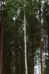 A single white birch tree among pine trees inside a forest in Sweden. 