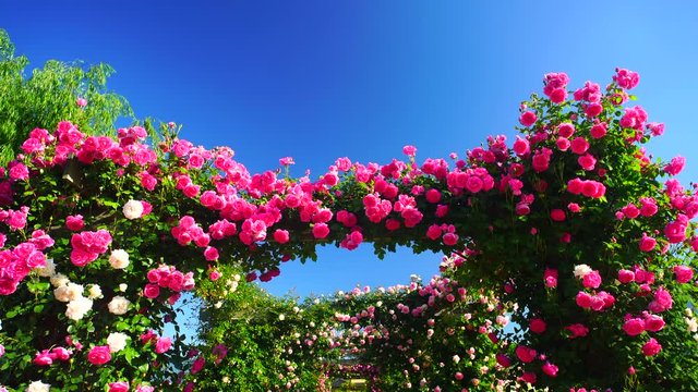 View of rose garden,  Nakano City,  Nagano Prefecture