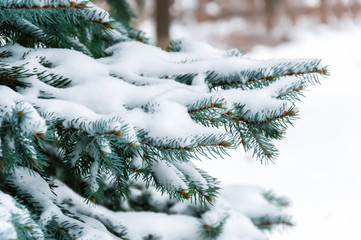 Winter nature: Fir tree branch covered with fresh snow. Snowy winter background with Christmas tree outside