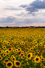 Obraz premium Sunflower Field in the sunset