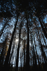 Fototapeta premium Landscape - Park, Sao Paulo - Brazil