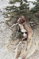 Bighorn ram carcass