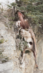 Bighorn ram carcass